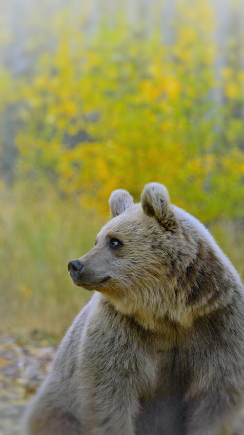 Immagine gratuita di fotografia di animali, fotografia naturalistica, grizzly