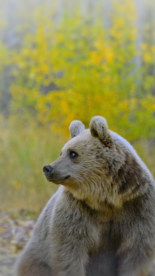 Free A majestic grizzly bear amidst vibrant autumn colors in Bitlis, Türkiye. Stock Photo