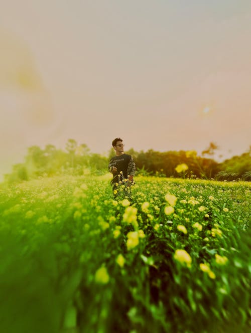 Foto stok gratis bidang pertanian, bunga-bunga indah, cakrawala emas