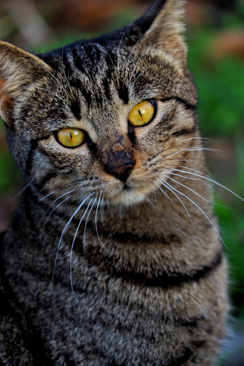 Imagine de stoc gratuită din animal de casă, cenușiu, fotografie de animale