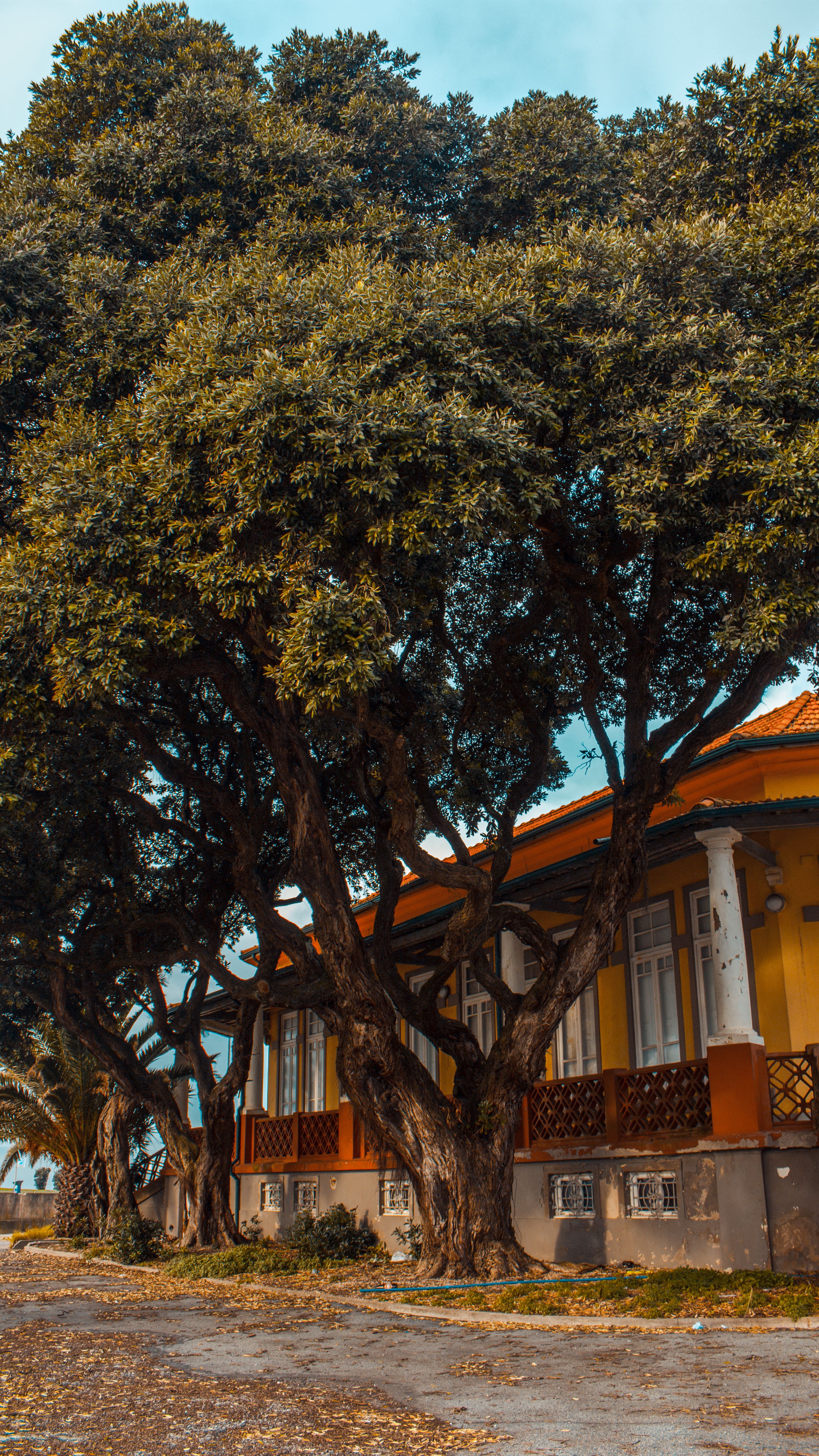 Trees by Rural House in Fall · Free Stock Photo