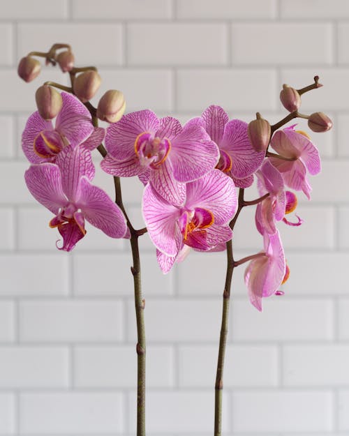 Branches with Pink Flowers