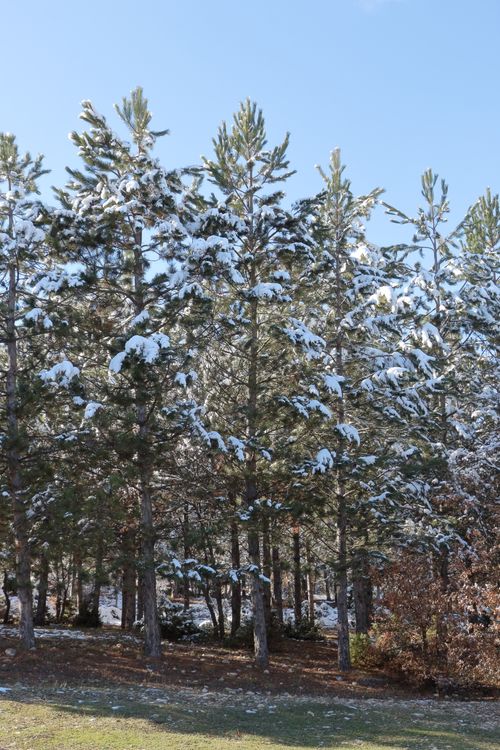 Free A serene winter scene showcasing snow-covered coniferous trees in a forest setting. Stock Photo