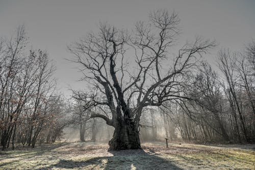 Immagine gratuita di trees, winter wonderland