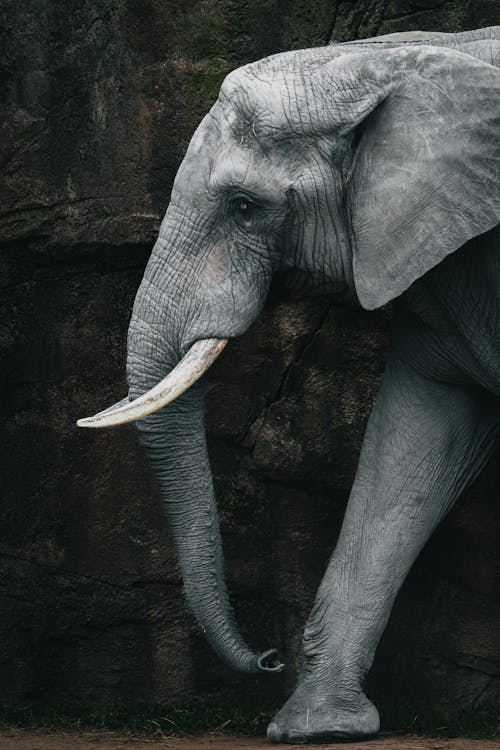 Imagine de stoc gratuită din african, elefant, fildeș