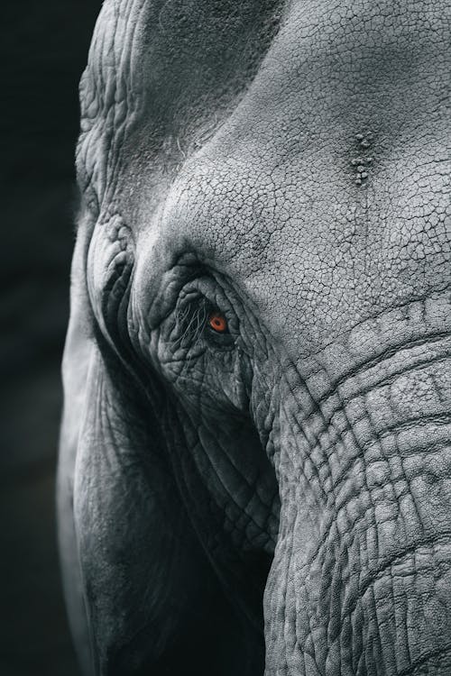 Foto profissional grátis de cabeça, elefante, fechar-se