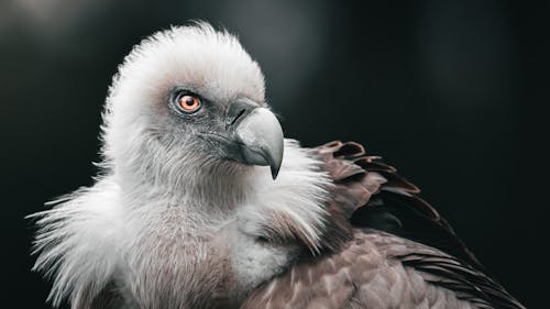 Foto profissional grátis de abutre, ave, branco