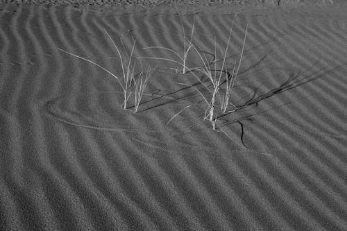 Foto profissional grátis de areia, ervas, estéril