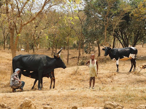 A Woman and Child Working on a Pasture with Cattle 