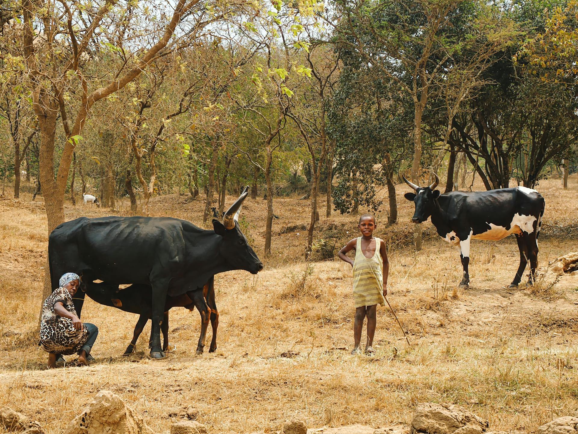 A Woman and Child Working on a Pasture with Cattle