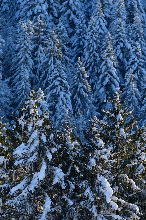 Free A serene view of a snow-covered pine forest during winter, creating a tranquil natural scene. Stock Photo