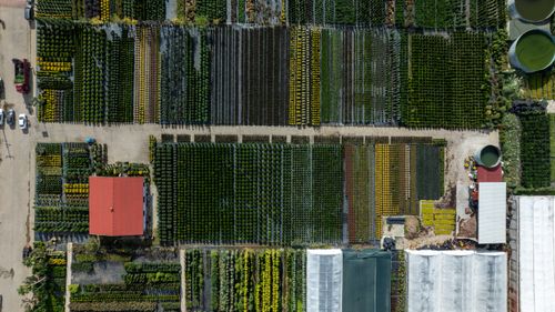Free Overhead view of a well-organized plant nursery in Yalova, Türkiye, showing rows of various plants. Stock Photo