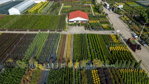 Foto d'estoc gratuïta de agricultura, arbres, foto des d'un dron