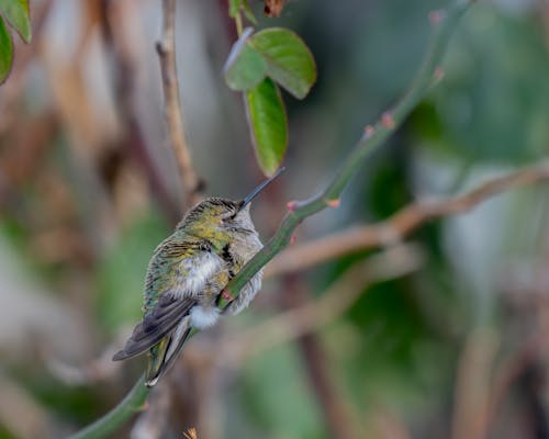 Humming Bird on a Branch 