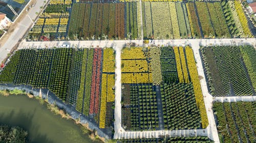 Plants on Green Fields