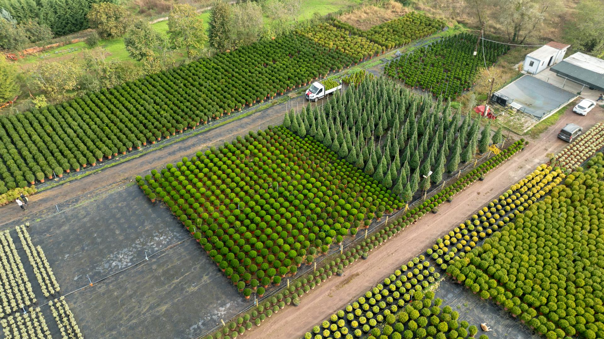 Vibrant green tree nursery in Yalova, Türkiye, showcasing agricultural plantation from above.