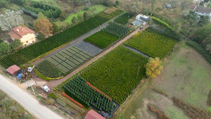 Nursery Rows of Young Trees