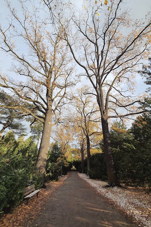 Trees and Path in Park
