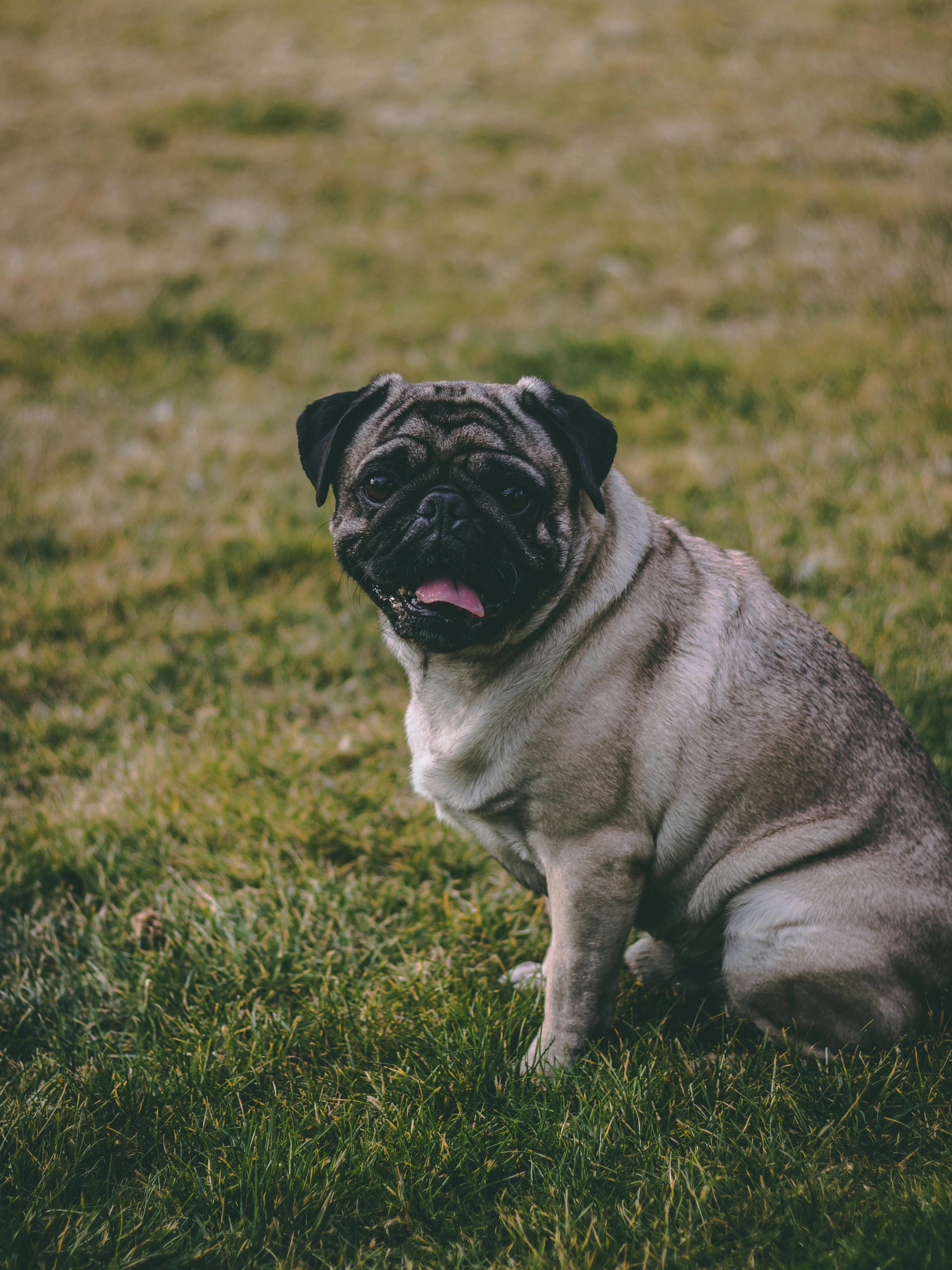 Free stock photo of dog, evening, mops