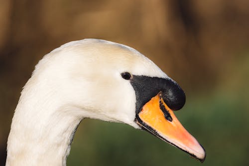 Foto profissional grátis de ave, branco, cabeça