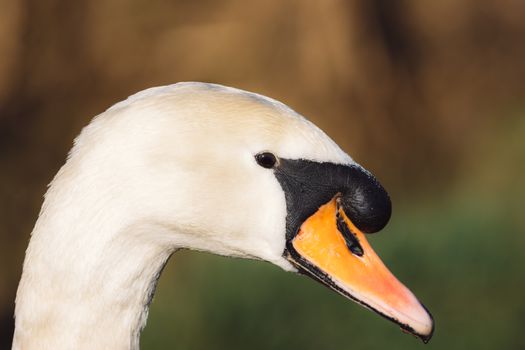 Detailed close-up of a swan's head, showcasing its elegance and natural beauty.