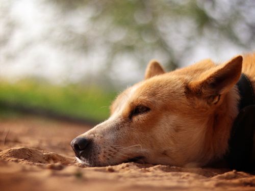 Free A serene close-up of a dog lying on the ground, enjoying a peaceful moment outdoors. Stock Photo