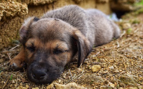 Gratis stockfoto met aan het liegen, aarde, babyhondje