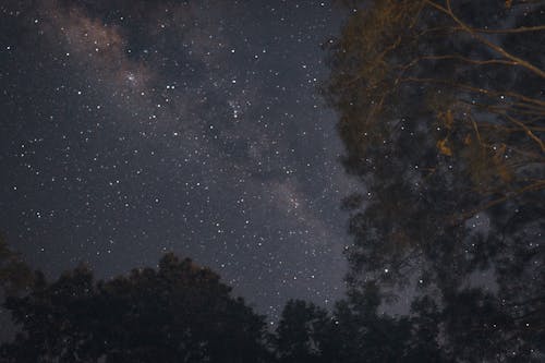 ağaçlar, gece, gökyüzü içeren Ücretsiz stok fotoğraf