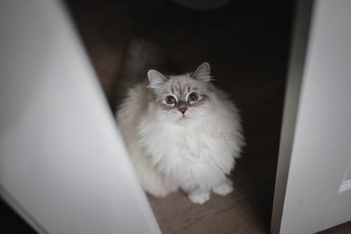 Cat Sitting in Closet