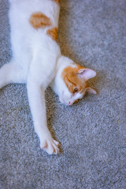 Cat Stretching on Rug