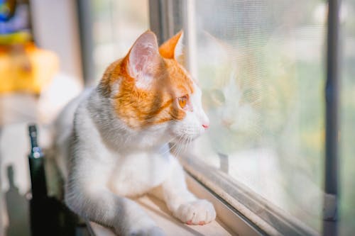 Ginger Cat Lying Down near Window