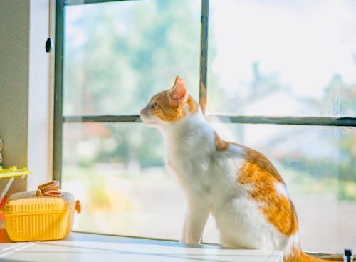 A White and Orange Cat Sitting by the Window