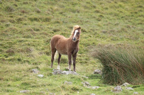 Horse Colt on Grassland