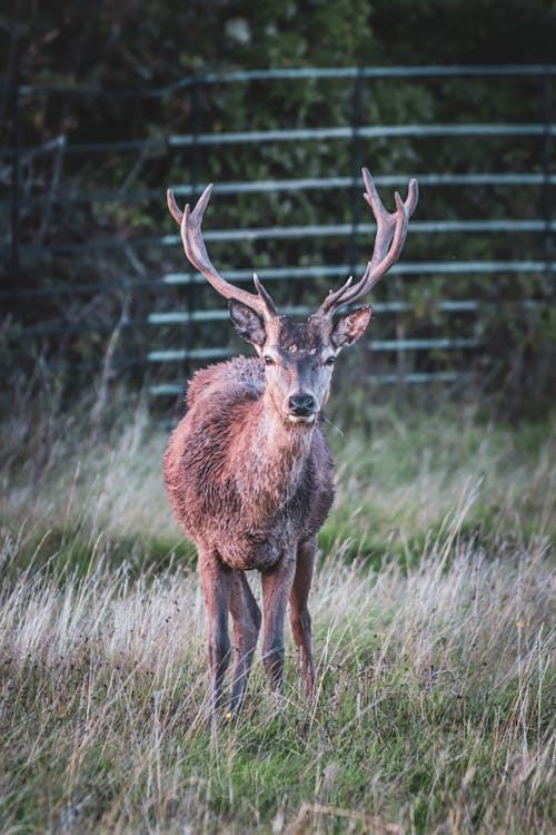 Free A Deer Standing on a Meadow  Stock Photo