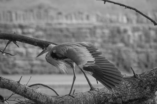 Fotos de stock gratuitas de blanco y negro, enfoque selectivo, fotografía de animales