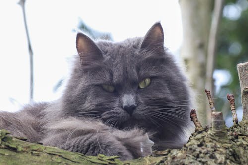 Kostenloses Stock Foto zu baum, haustier, katze