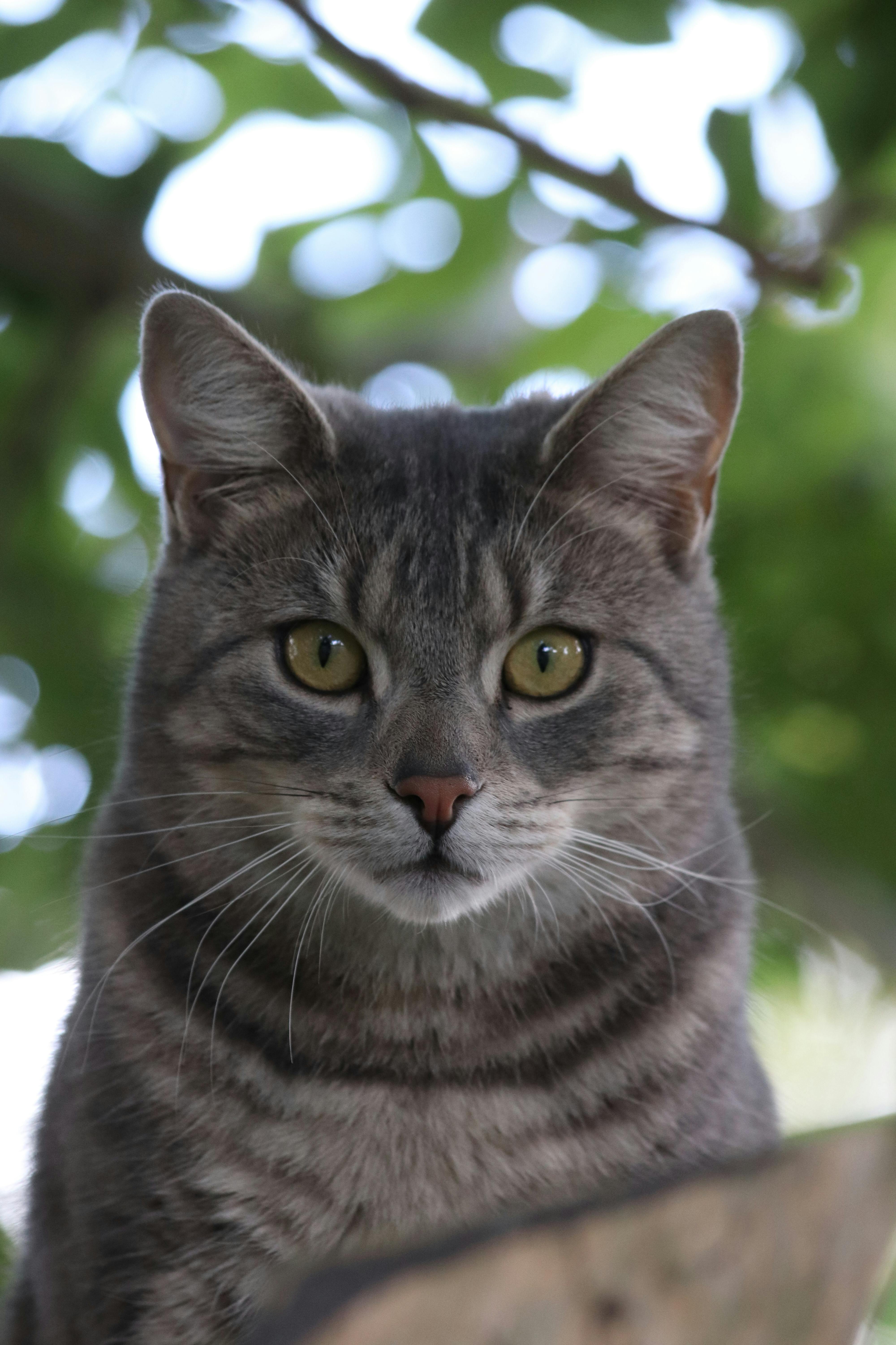 Black And Grey Stripes Cat Photography Grey Tabby Cat With Yellow