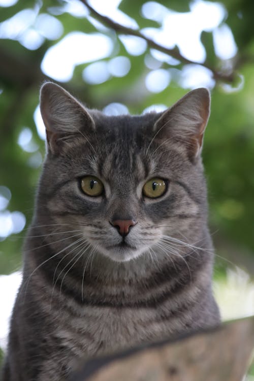 Grey Cat with Yellow Eyes Staring