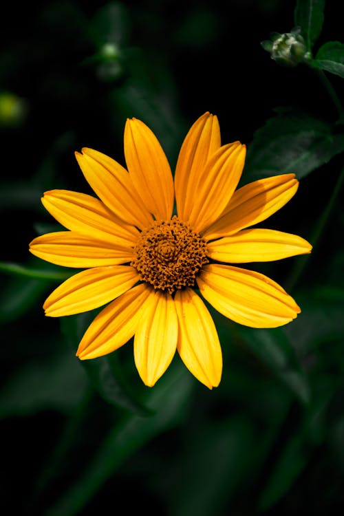 Yellow Sunflower Flower