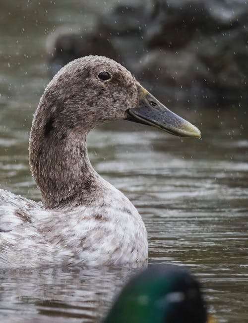 Foto d'estoc gratuïta de au, cap, fotografia d'animals