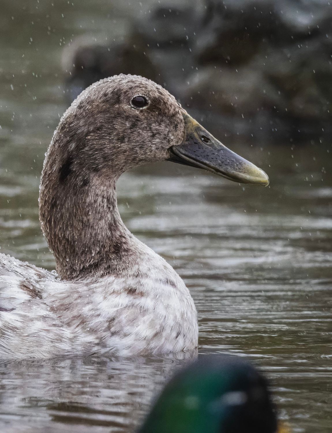 Swam Photo Example Head of Young Swam · Free Stock Photo