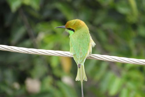 Green Birds on Wire