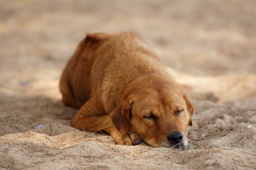Puppy Sleeping on Sand