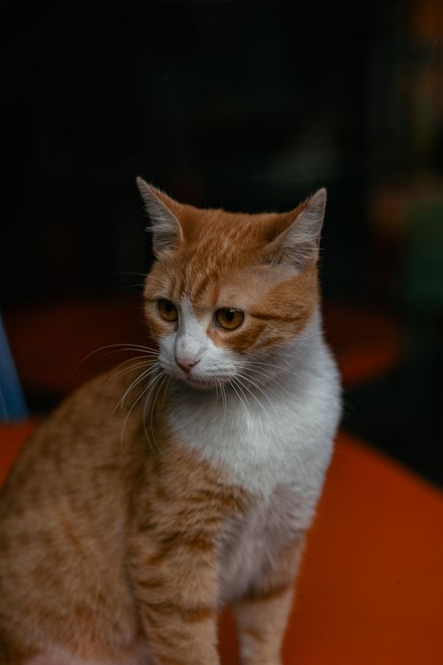 Free A ginger cat sits elegantly on an orange surface, creating an eye-catching portrait. Stock Photo