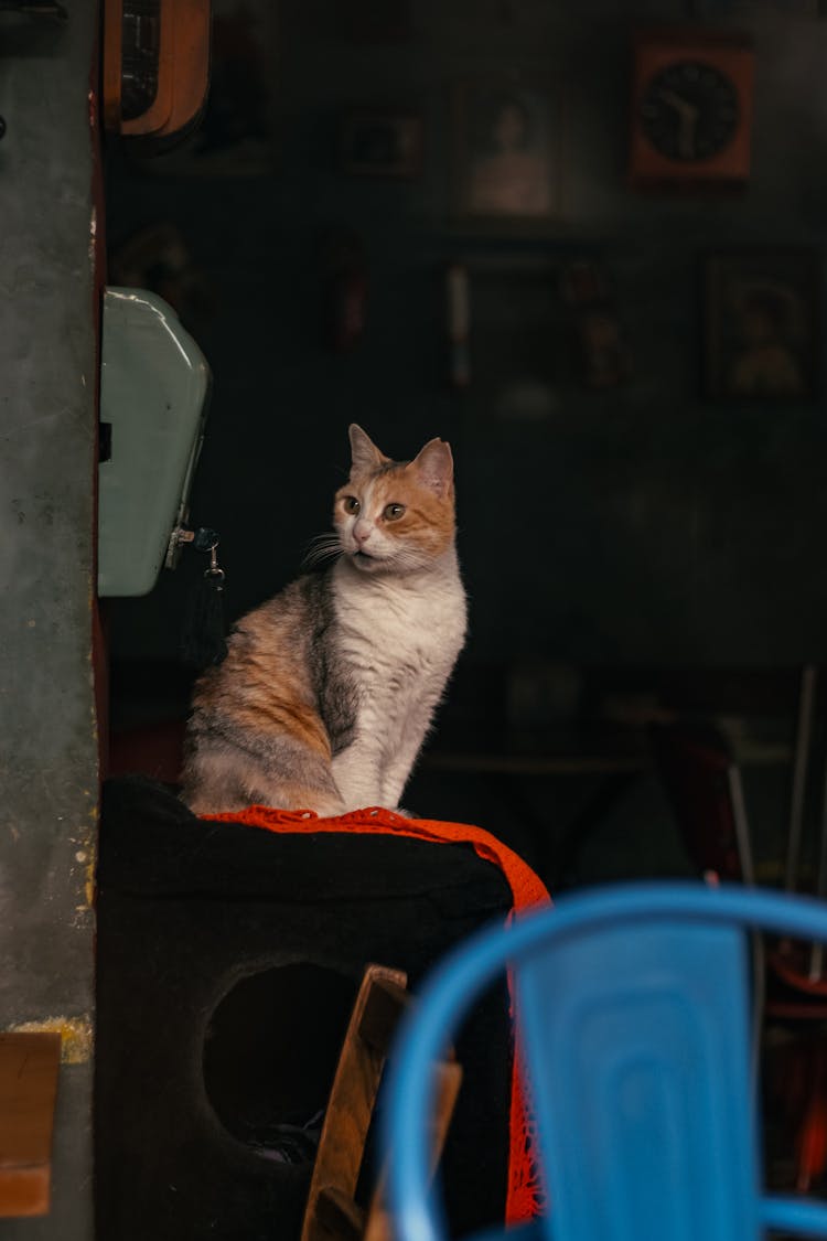 A Cat Sitting In A Room