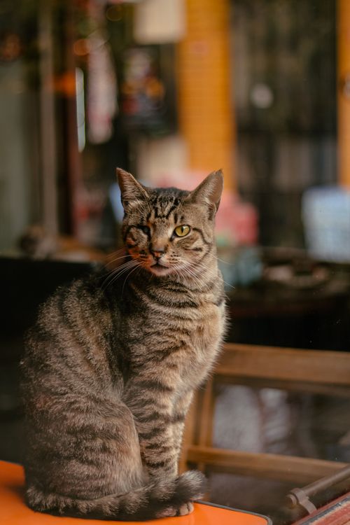 Free A charming tabby cat sitting on a chair indoors in İstanbul, Türkiye. Stock Photo