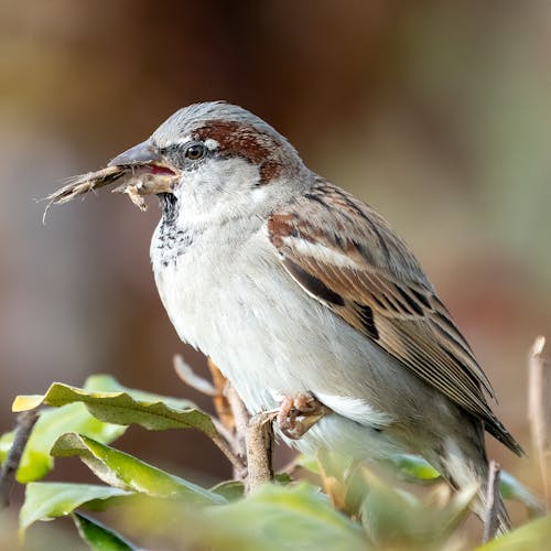 Small Sparrow Bird