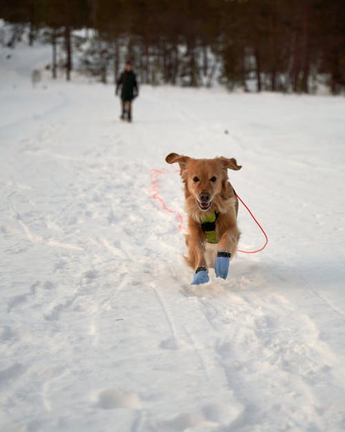 Gratis lagerfoto af aktiv hund, doggy glæde, forkølelse