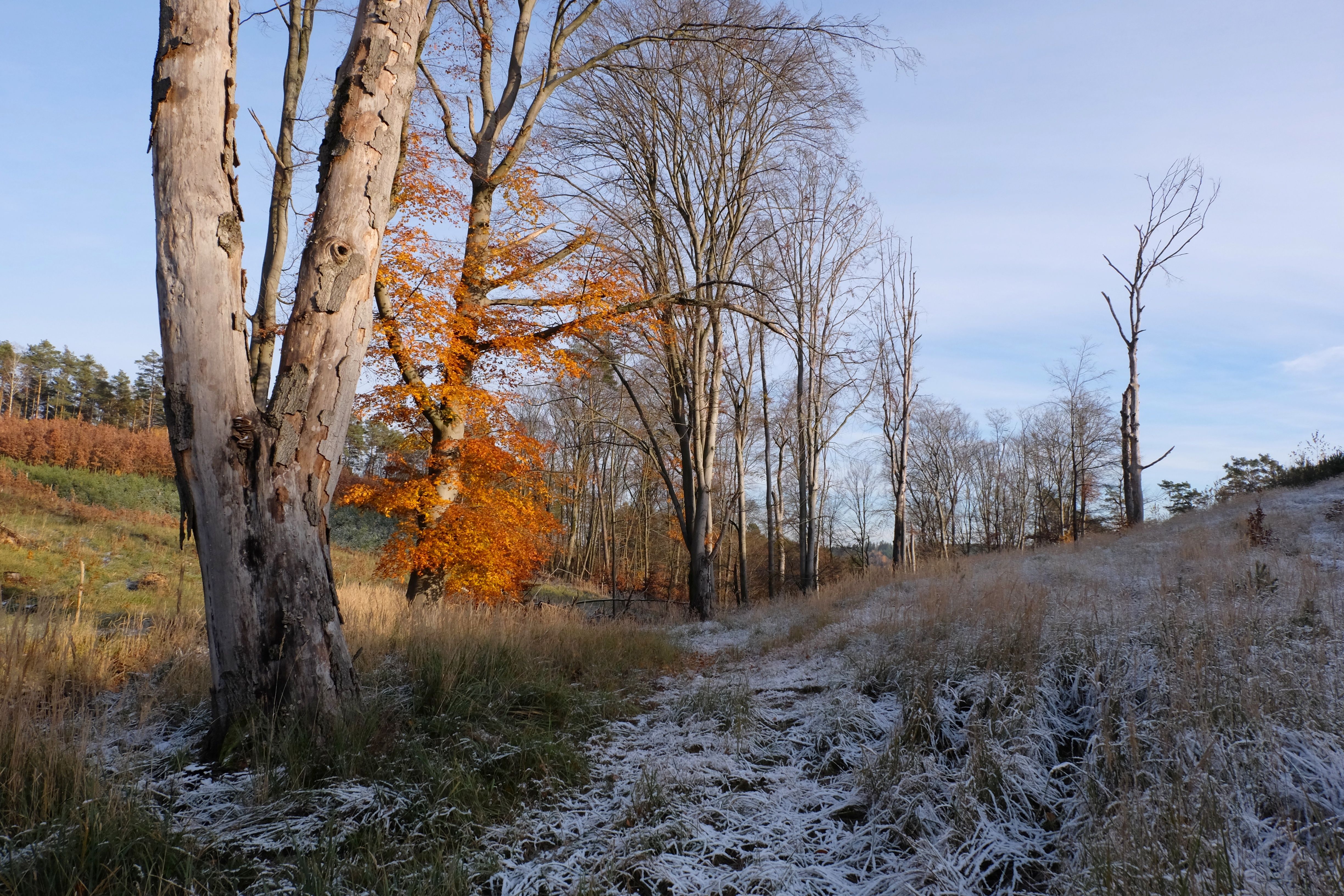 Frost-covered grass and birch trees in an autumn forest scene at dawn.