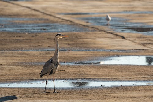 Great Blue Heron in Nature